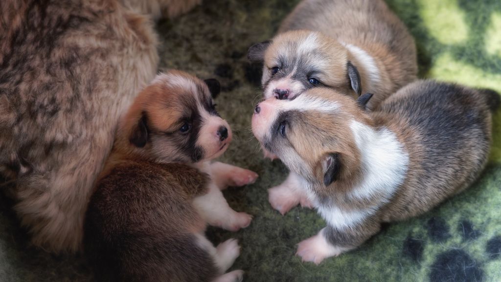 chiot Welsh Corgi Pembroke de Majestade