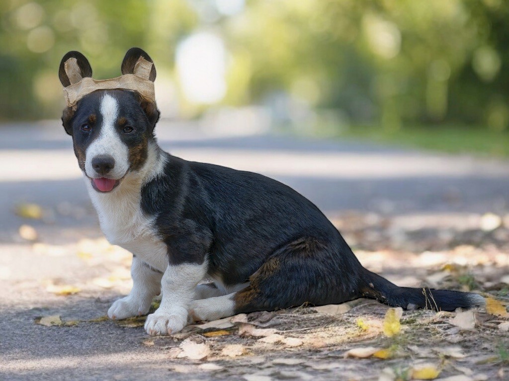 de Majestade - Chiot disponible  - Welsh Corgi Cardigan