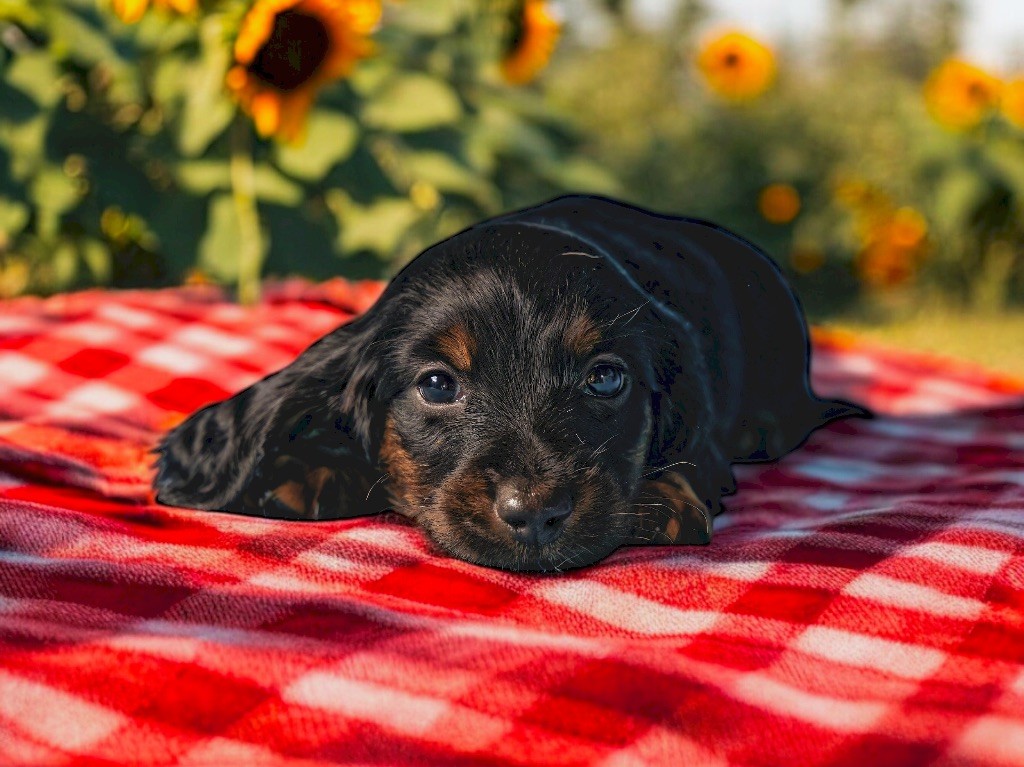 de Majestade - Chiot disponible  - Teckel poil long