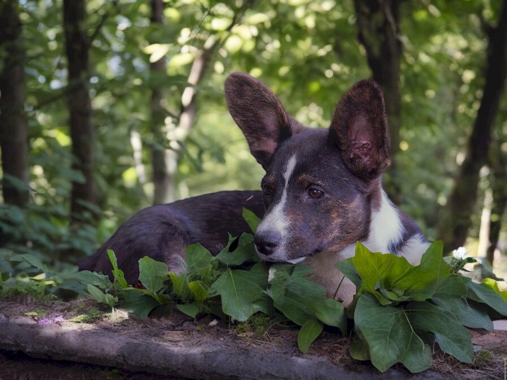 de Majestade - Chiot disponible  - Welsh Corgi Cardigan