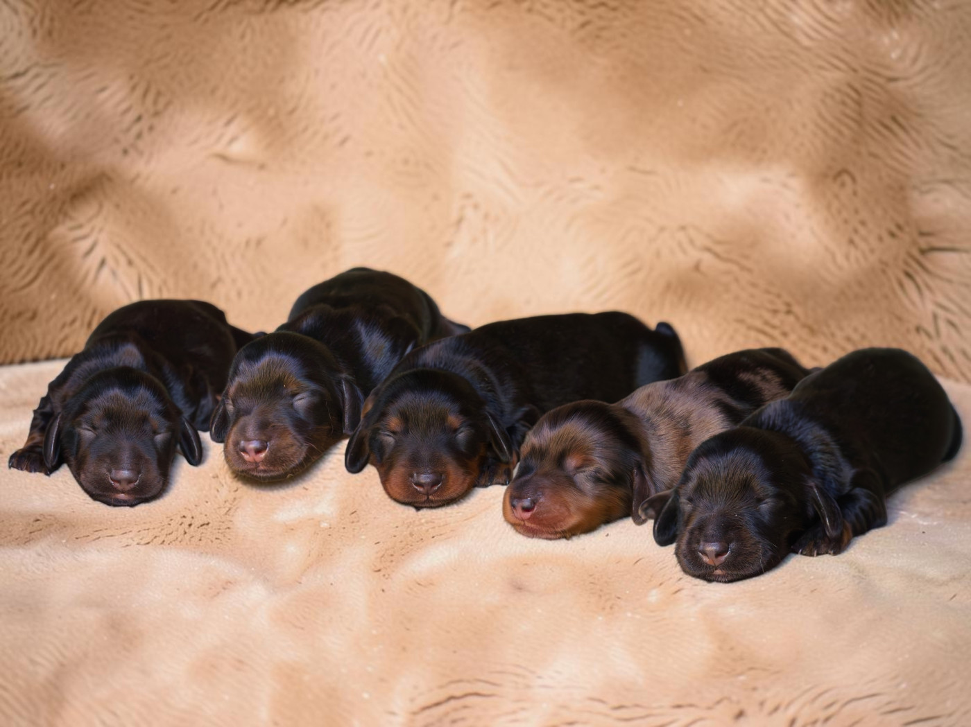 Chiot Teckel poil long de Majestade