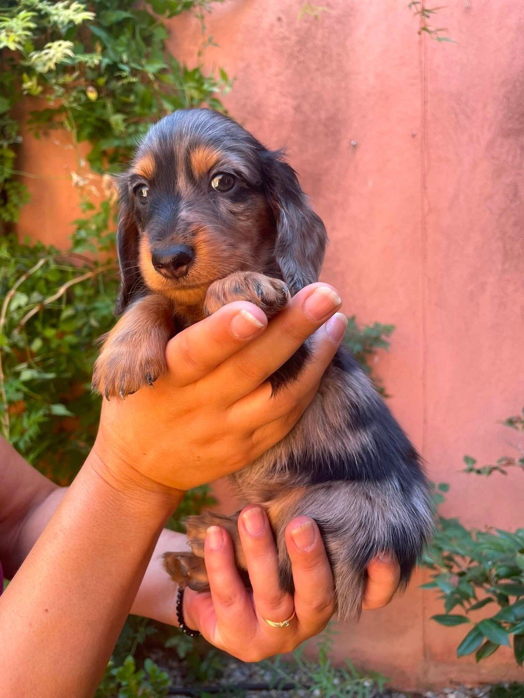 de Majestade - Chiots disponibles - Teckel poil long