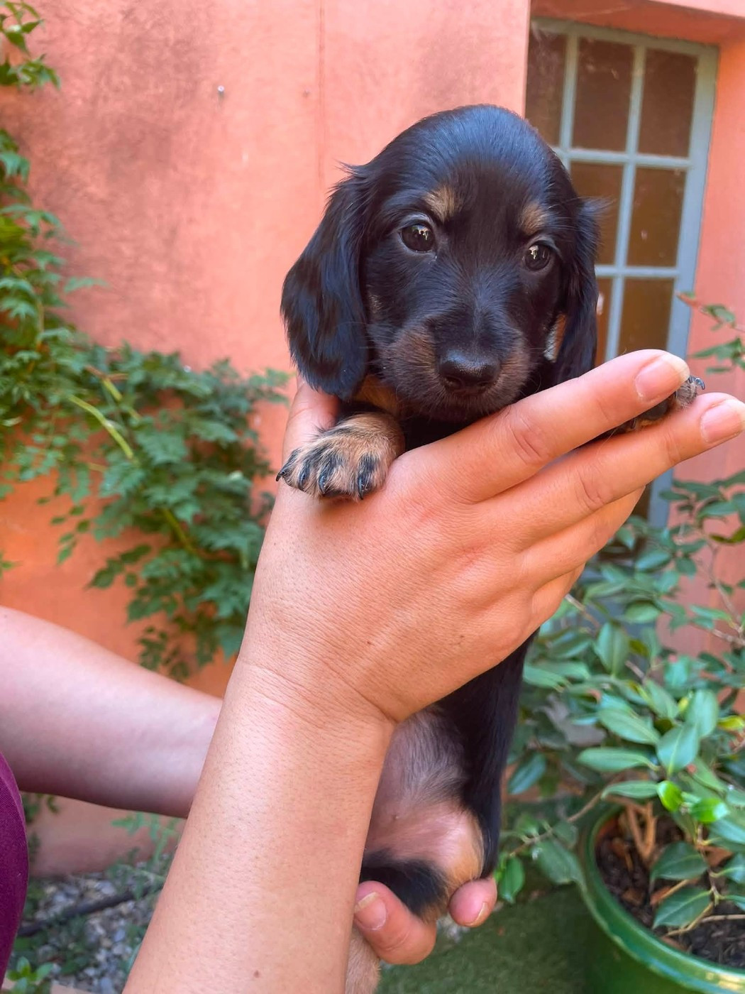 de Majestade - Chiots disponibles - Teckel poil long