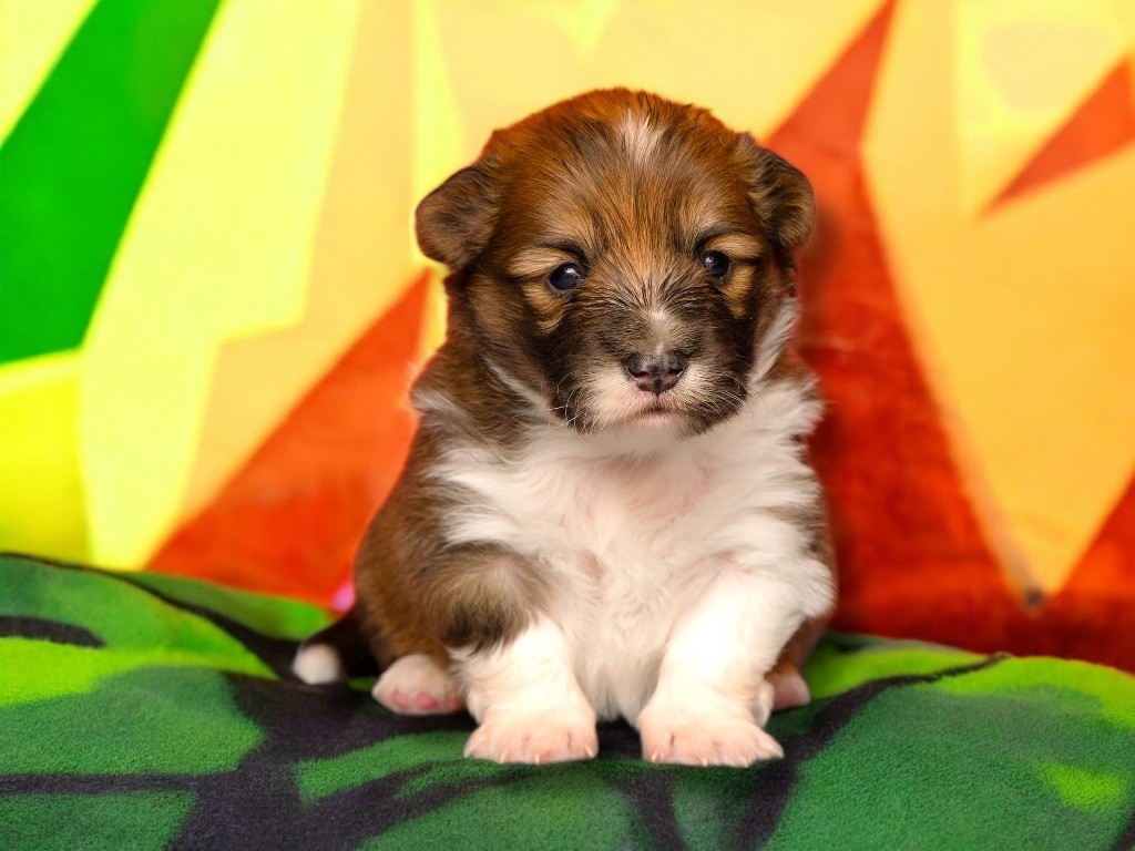 de Majestade - Welsh Corgi Pembroke - Portée née le 25/09/2025