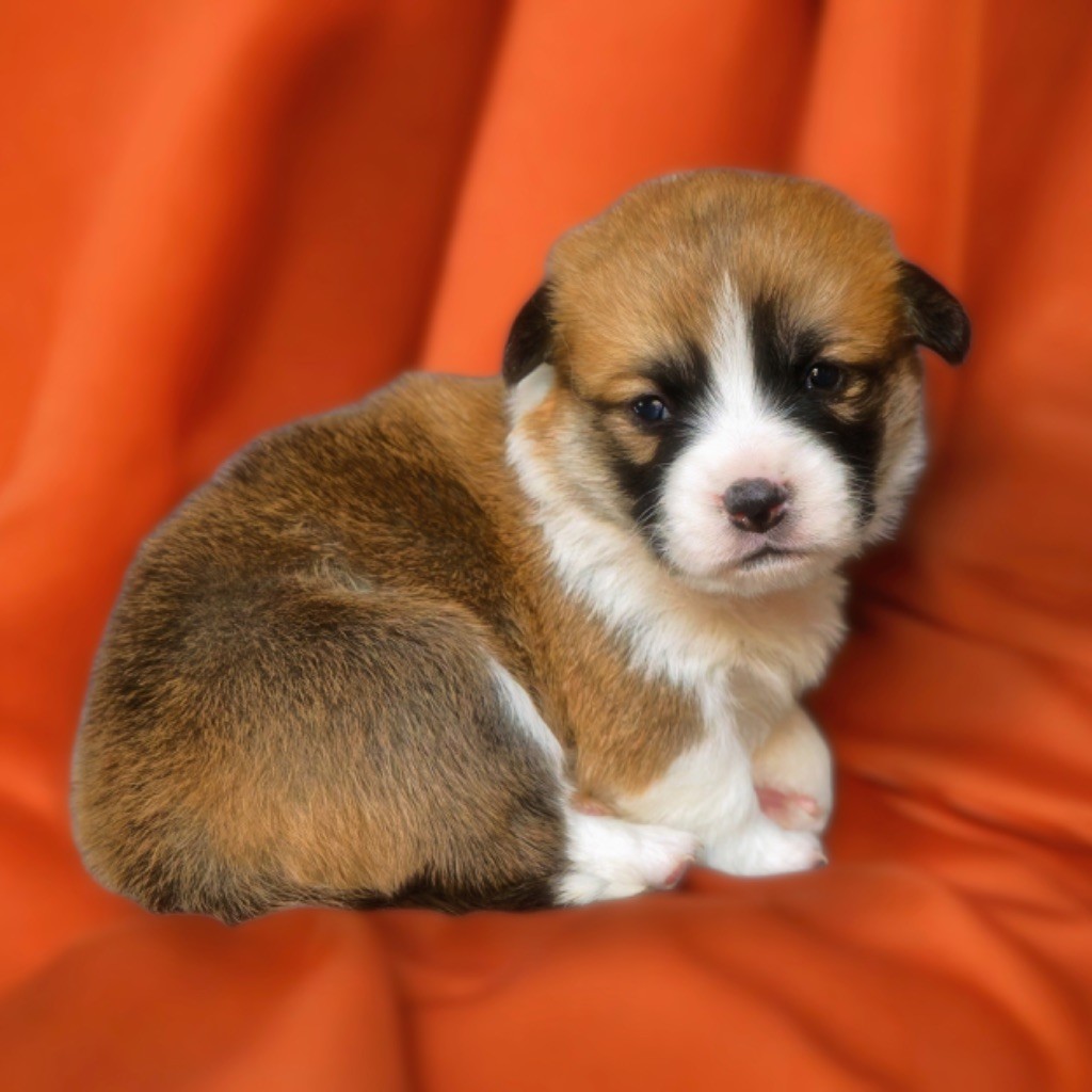 de Majestade - Chiots disponibles - Welsh Corgi Pembroke