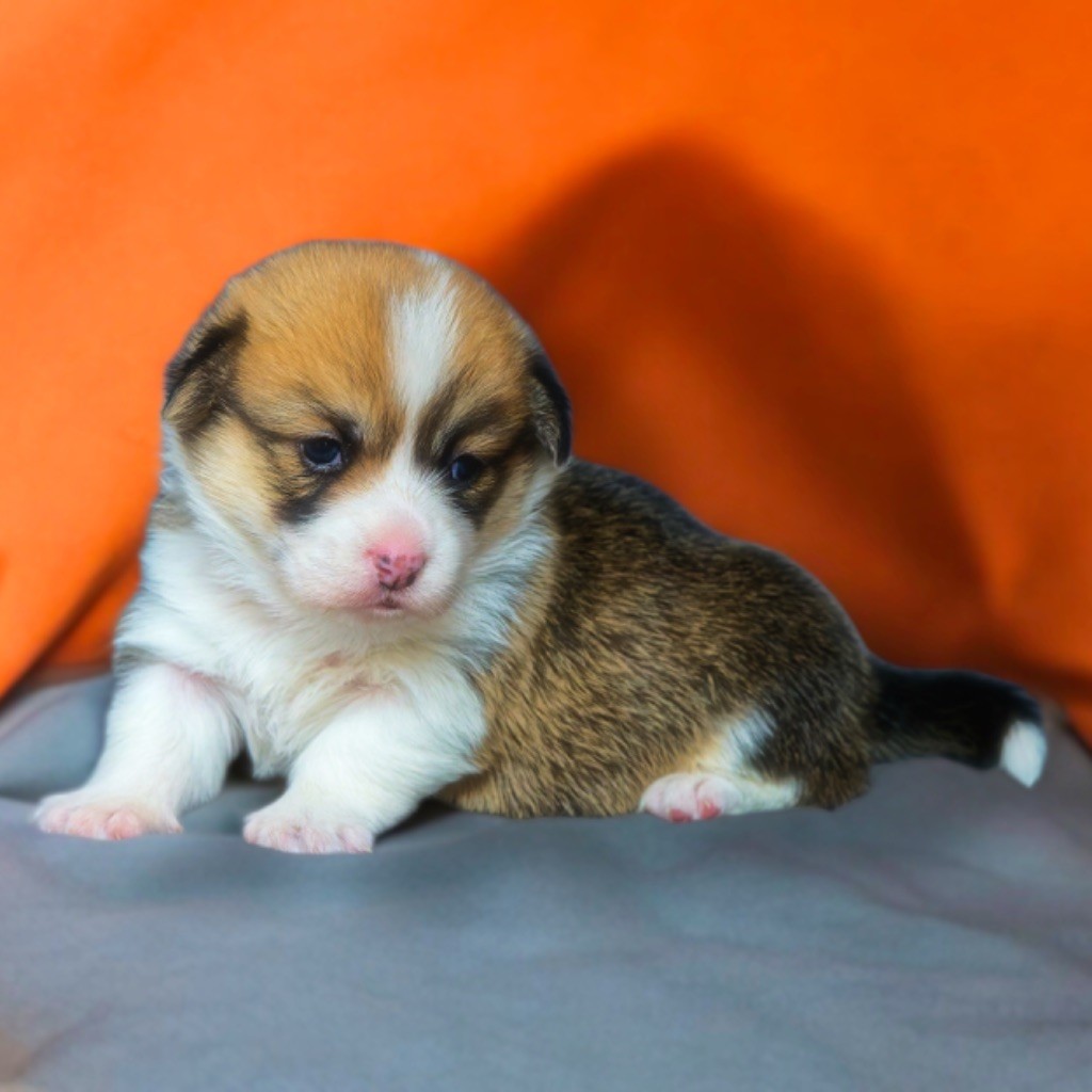 de Majestade - Chiots disponibles - Welsh Corgi Pembroke