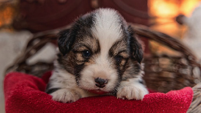 CHIOT 1