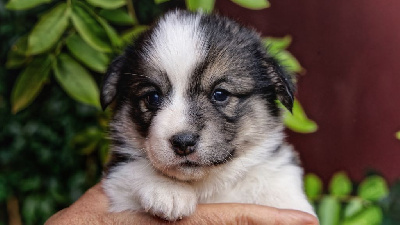 CHIOT 5
