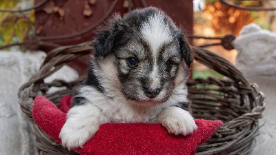 CHIOT 3