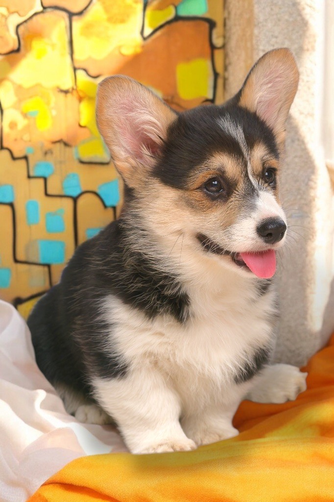 de Majestade - Welsh Corgi Pembroke - Portée née le 01/03/2025