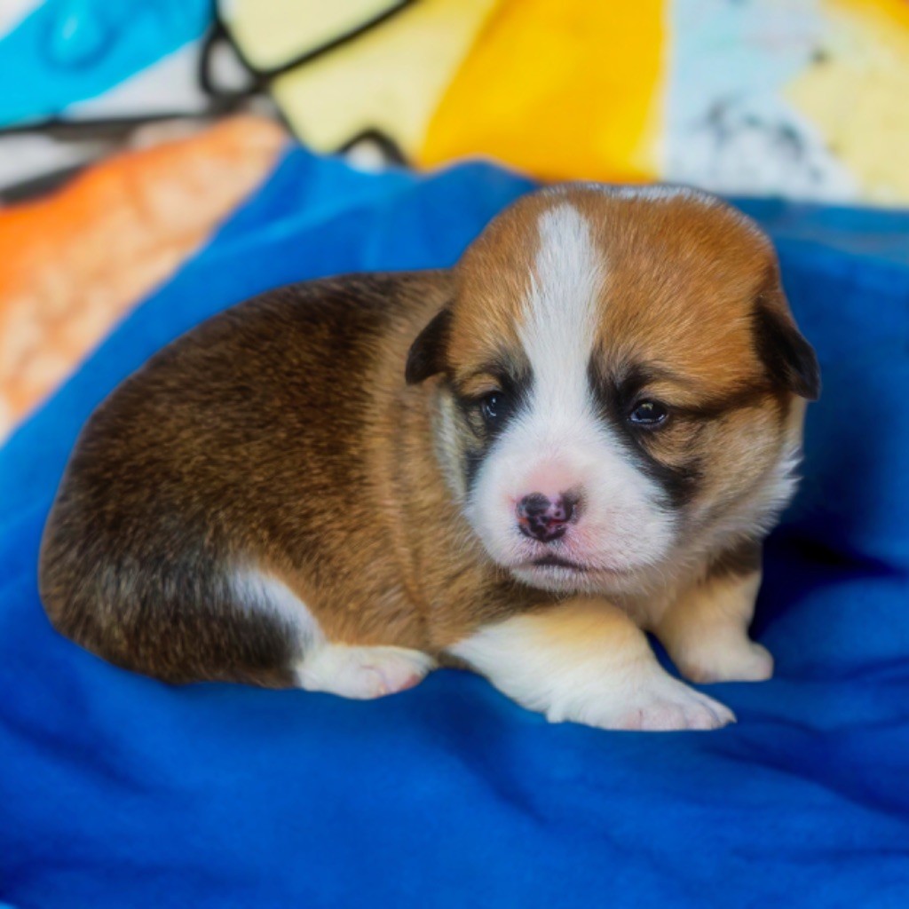 de Majestade - Chiots disponibles - Welsh Corgi Pembroke